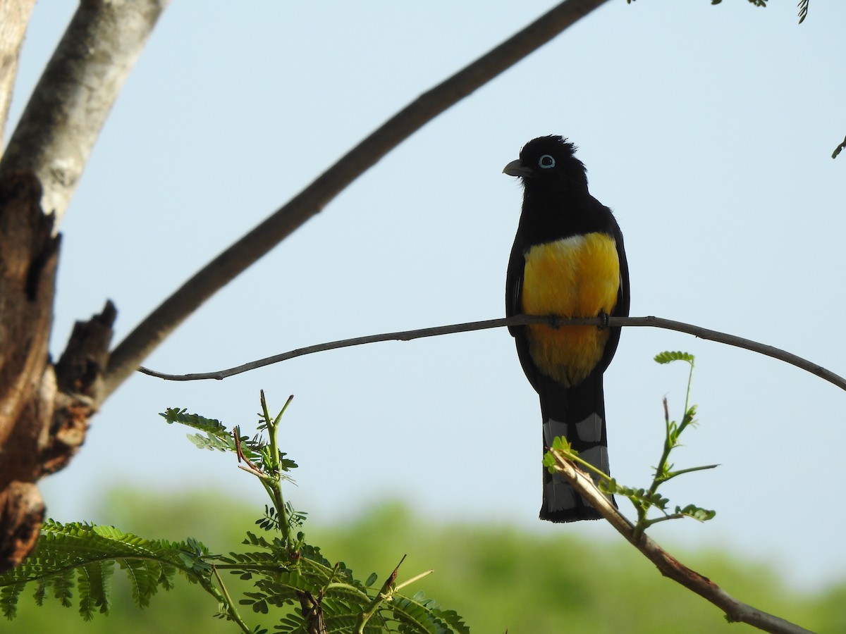 Black-headed Trogon - ML646000463