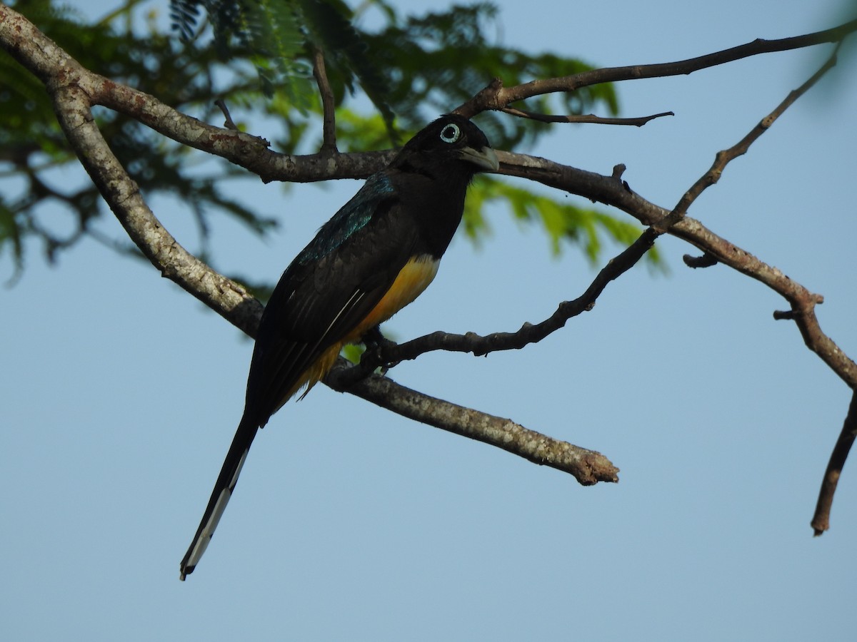 Black-headed Trogon - ML646000464