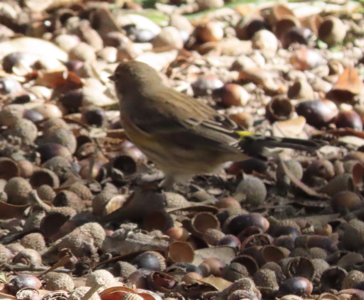 Yellow-rumped Warbler (Myrtle) - ML646000465