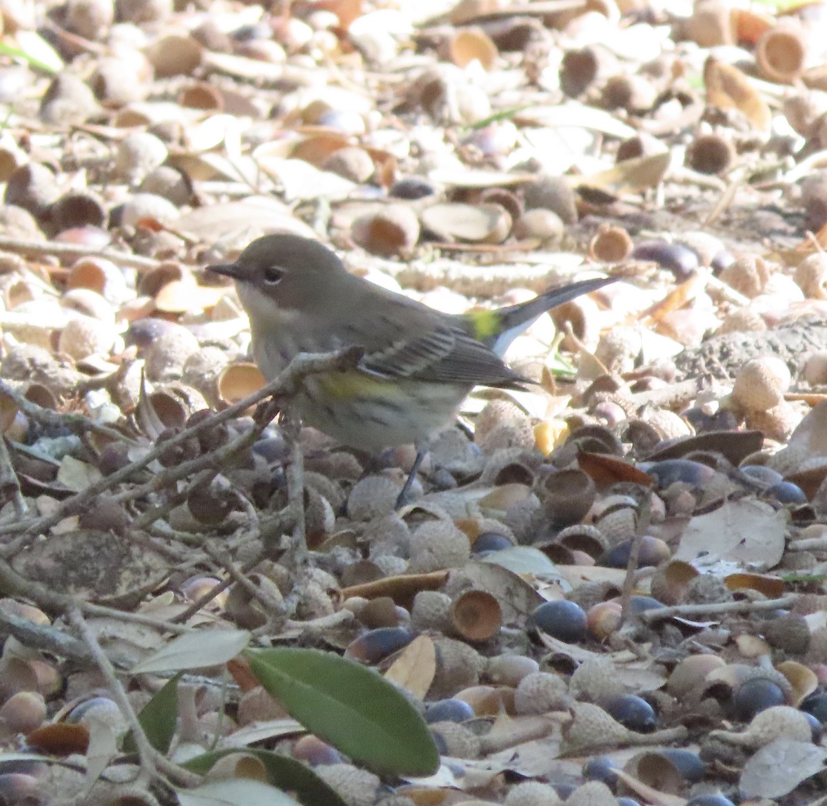 Yellow-rumped Warbler (Myrtle) - ML646000466