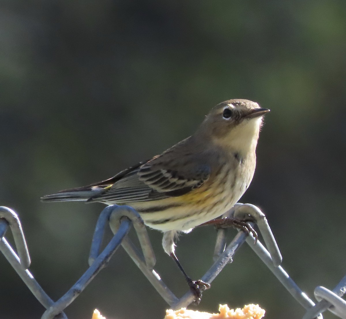 Yellow-rumped Warbler (Myrtle) - ML646000467