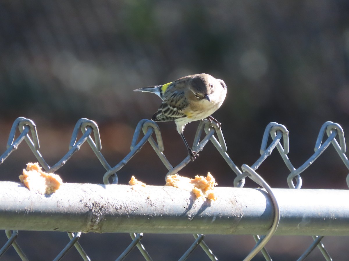 Yellow-rumped Warbler (Myrtle) - ML646000468