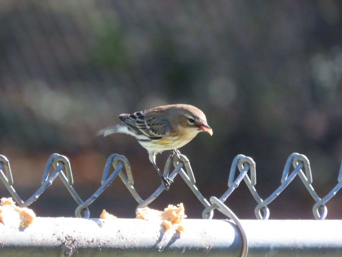 Yellow-rumped Warbler (Myrtle) - ML646000469