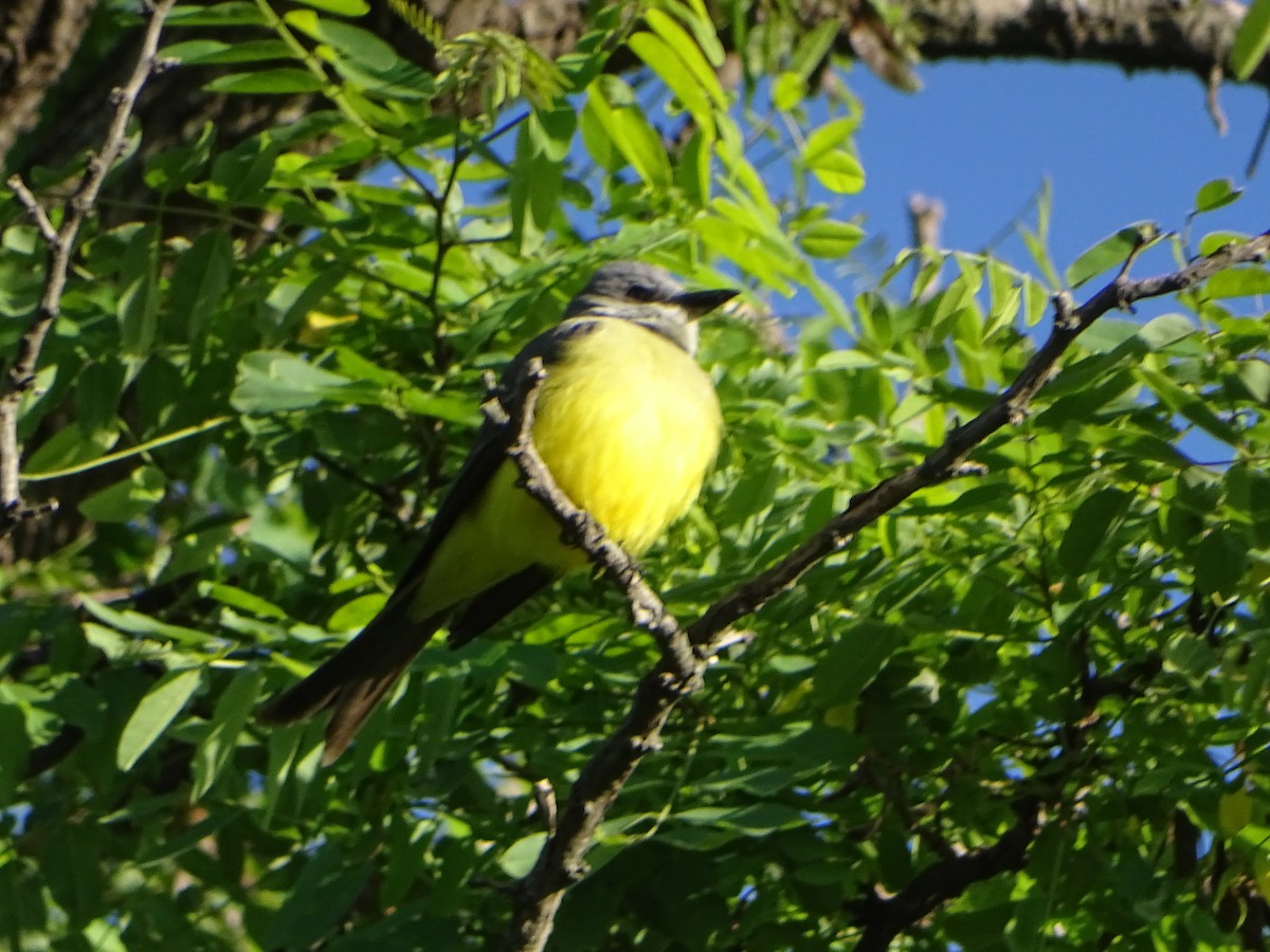 Tropical Kingbird - ML646000470