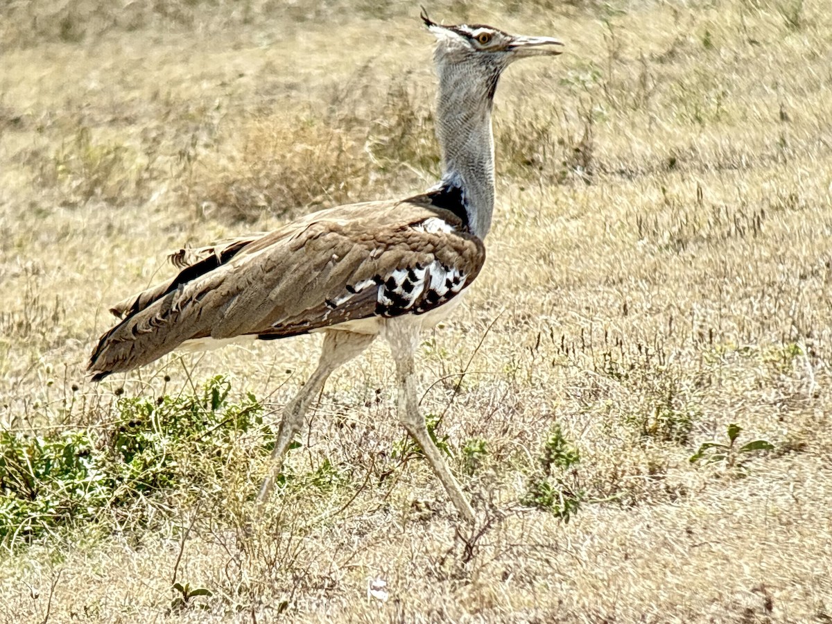 Kori Bustard - ML646000472