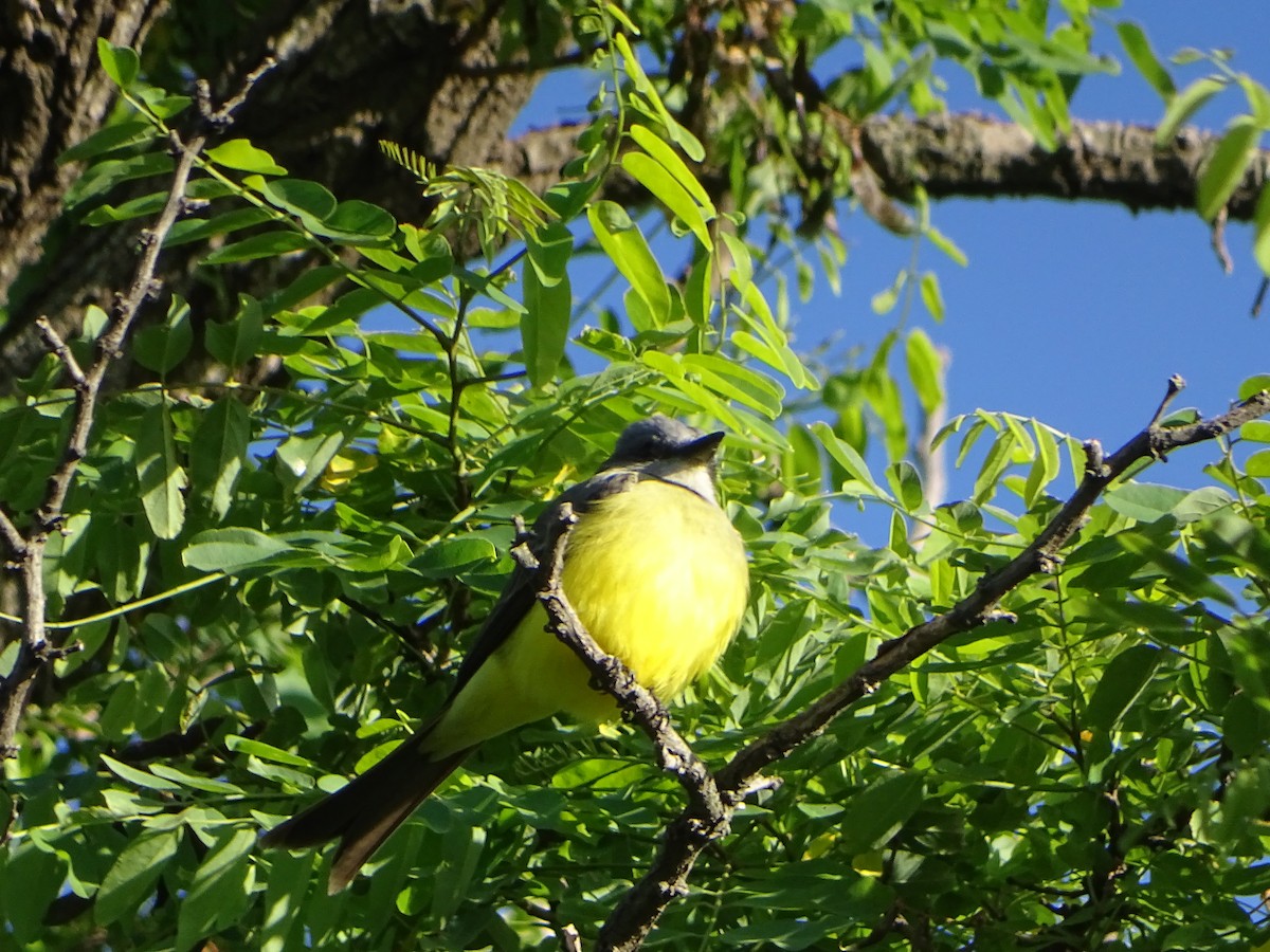 Tropical Kingbird - ML646000473