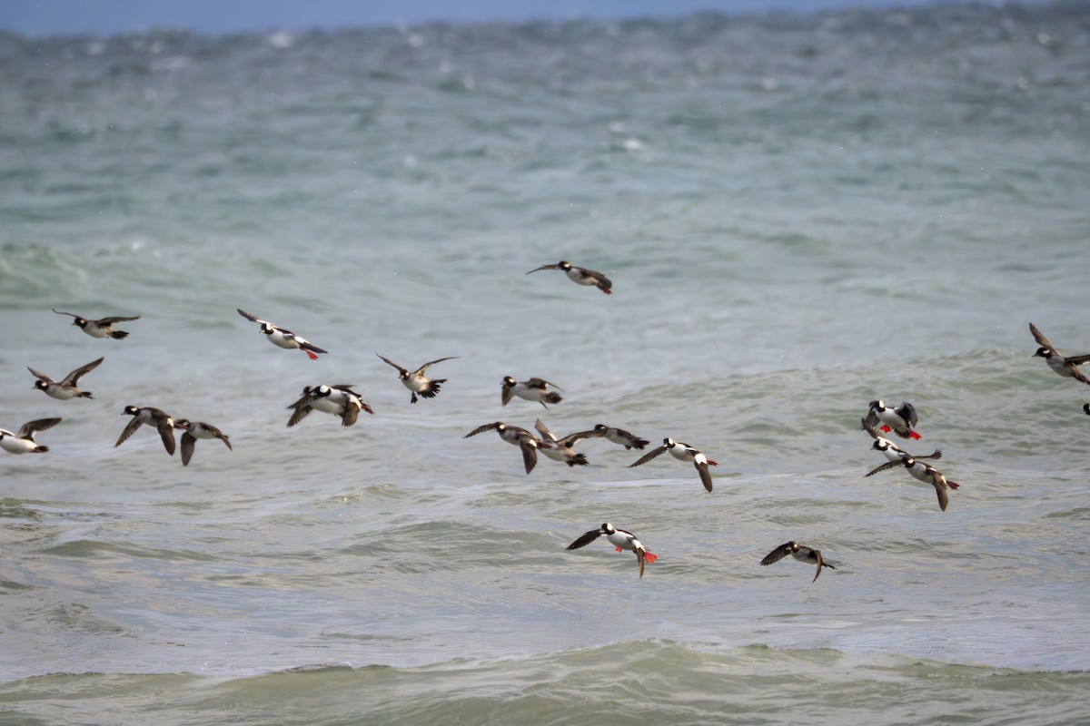 Murgilari buruzuria - ML646000476