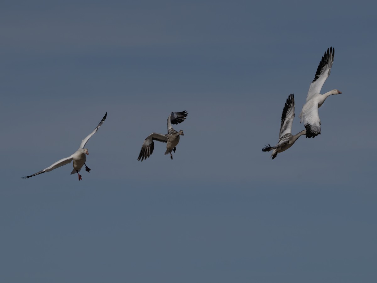 Elur-antzara - ML646000480