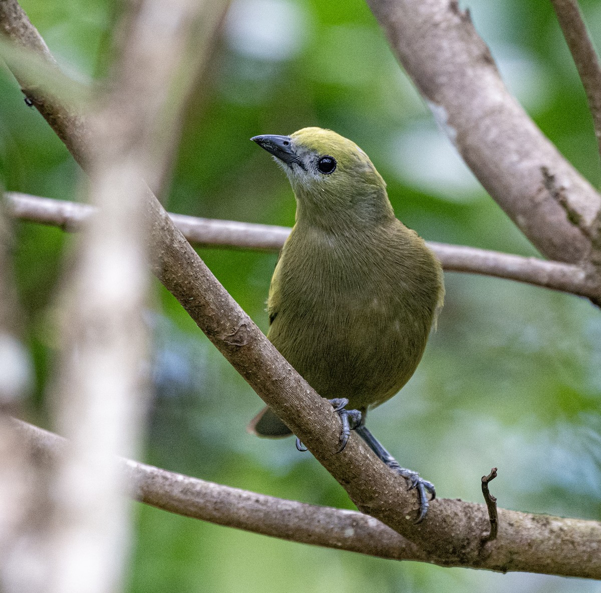 Palm Tanager - ML646000486