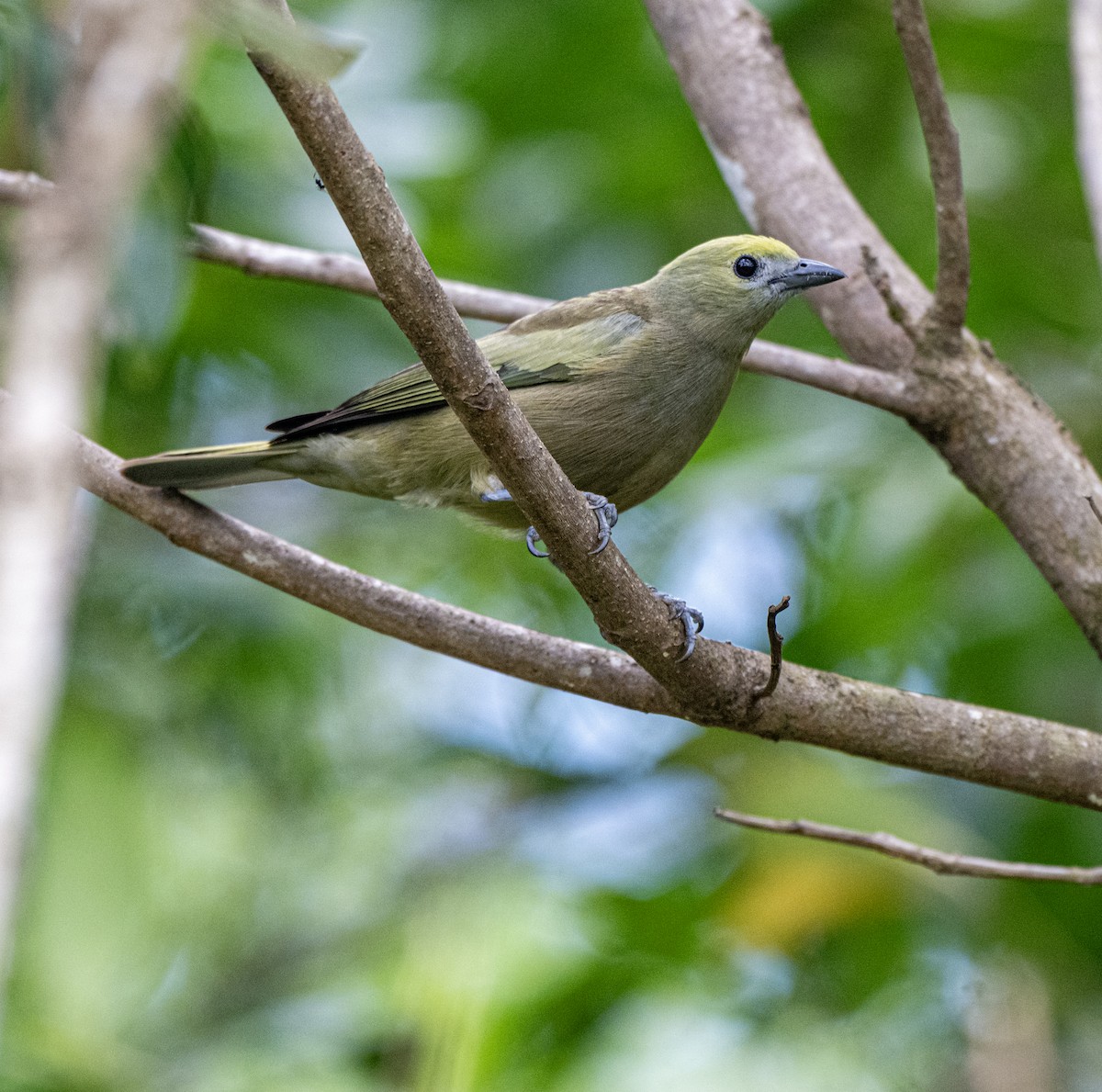 Palm Tanager - ML646000487