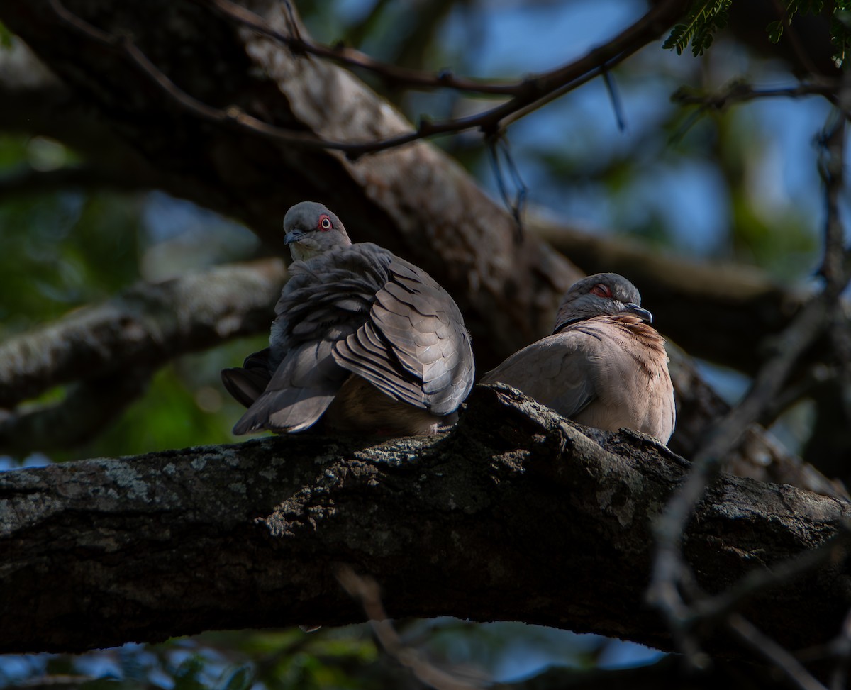 Mourning Collared-Dove - ML646000489