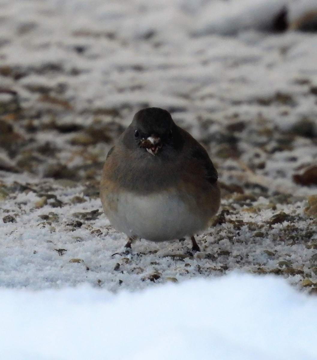 Dark-eyed Junco - ML646000490