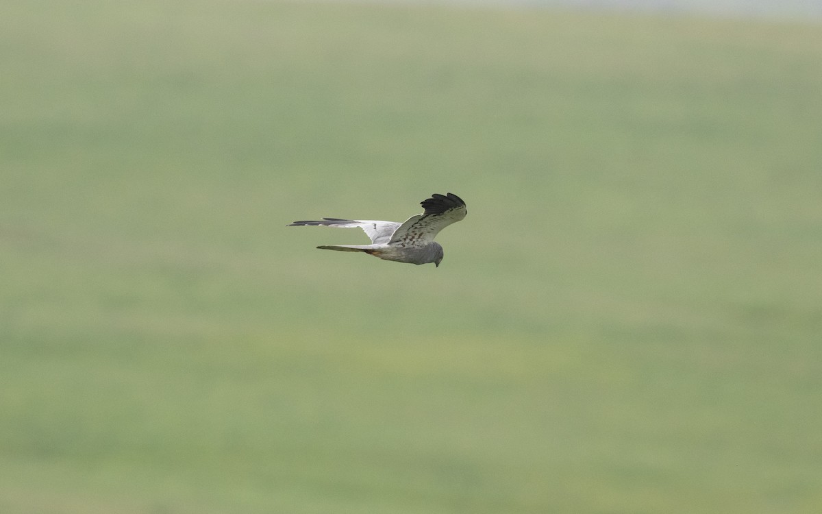 Mirotz urdina - ML646000491