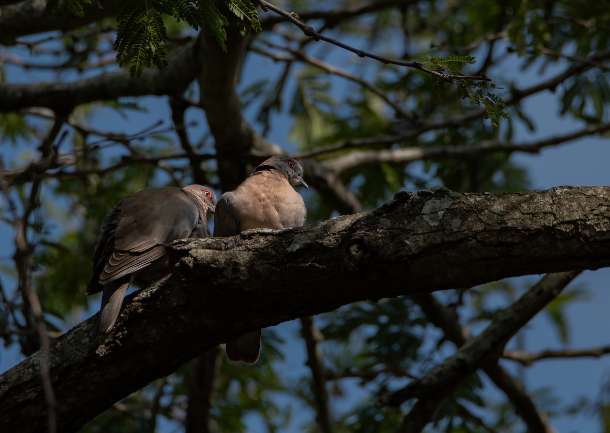 Mourning Collared-Dove - ML646000492