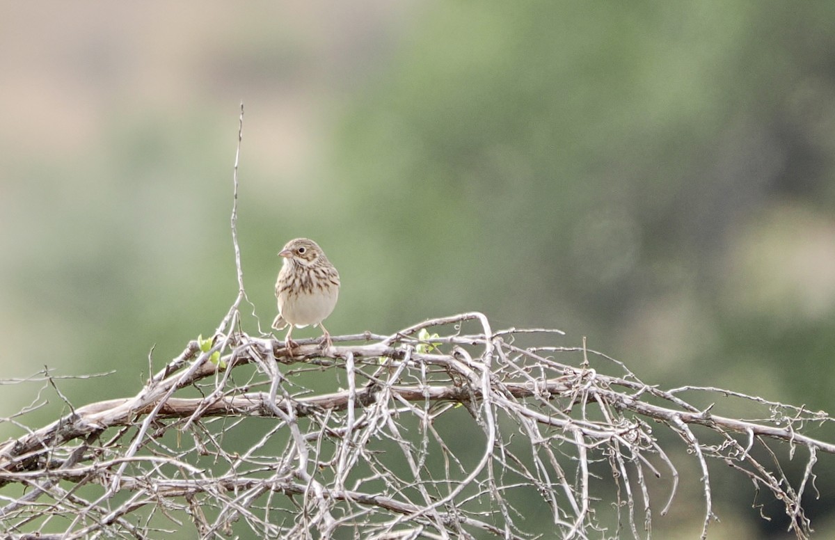 Vesper Sparrow - ML646000507
