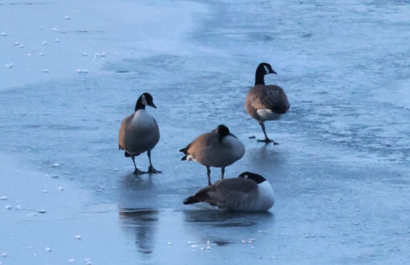 Canada Goose - ML646000513