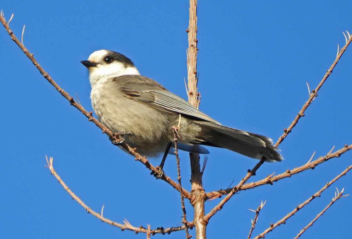 Canada Jay - ML646000517