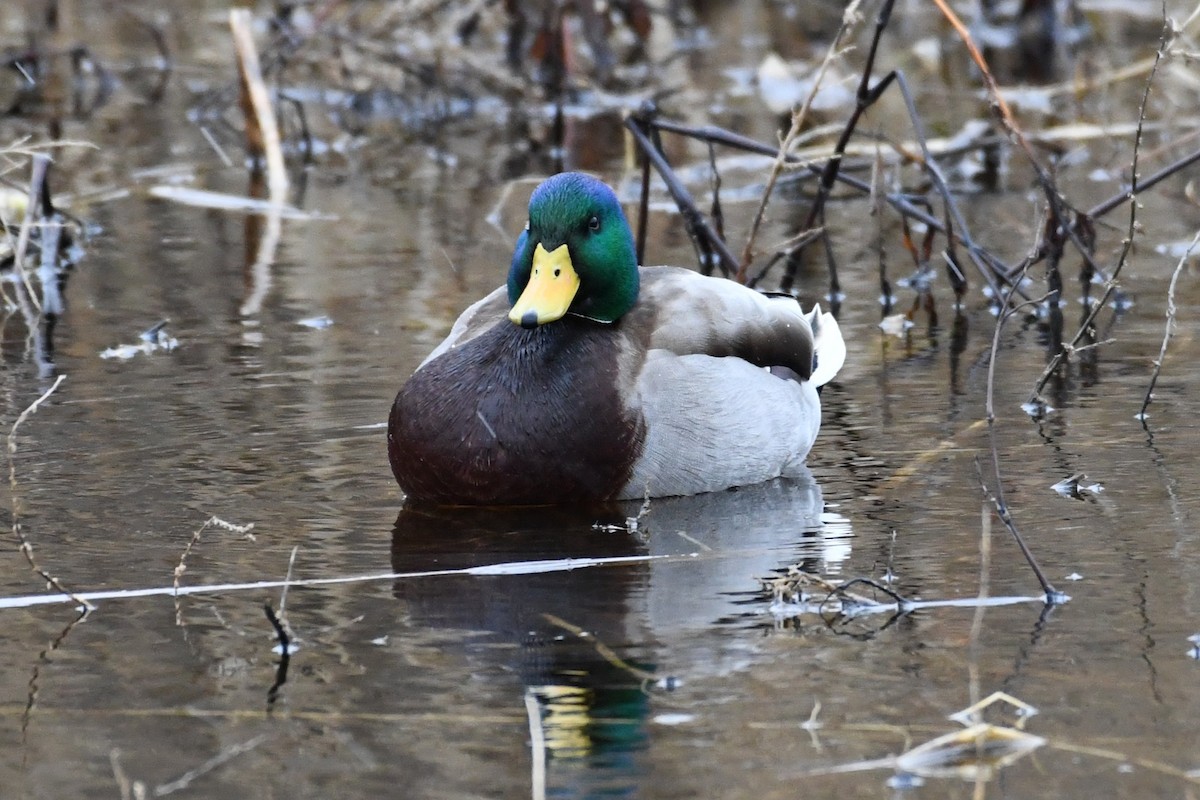 Mallard - ML646000533