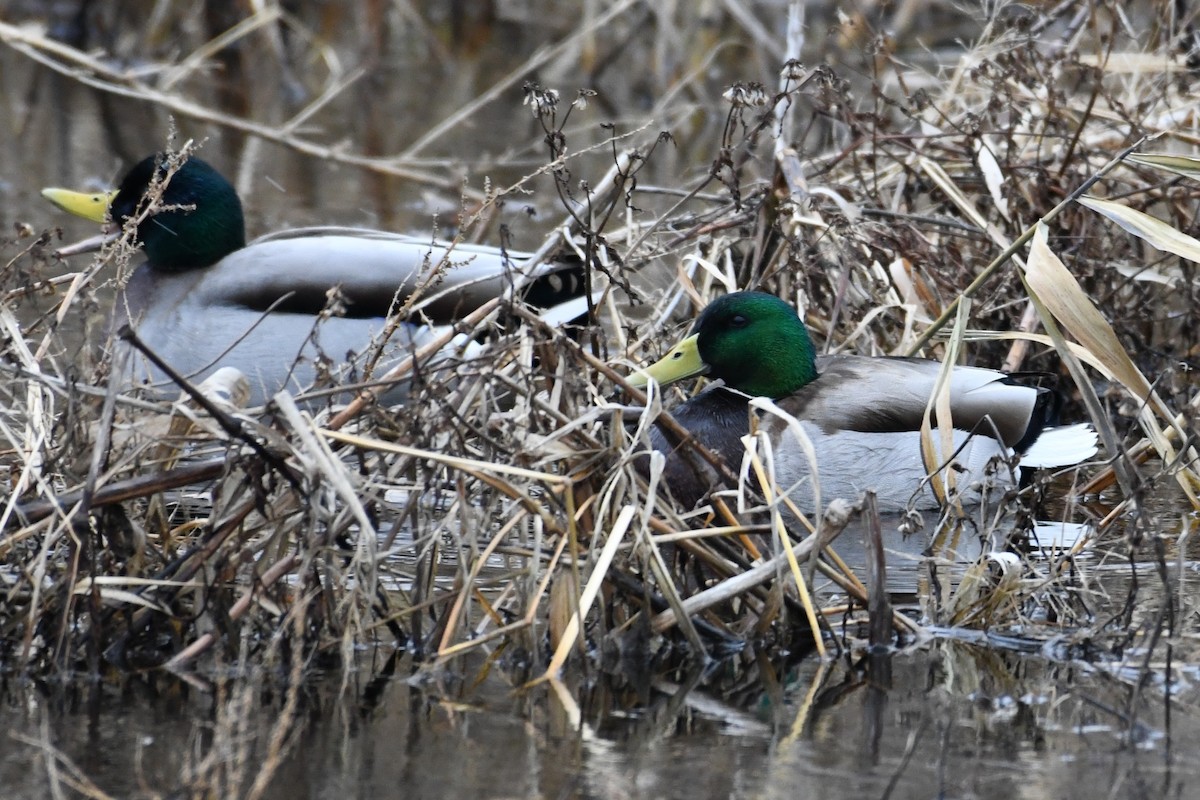 Mallard - ML646000534