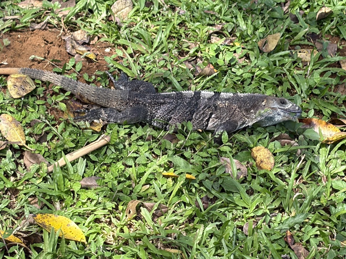 Resplendent Quetzal - ML646000535