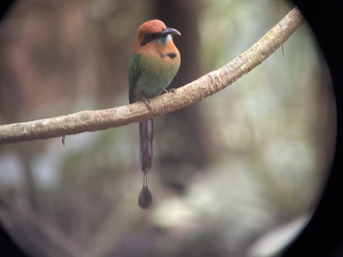 Resplendent Quetzal - ML646000536