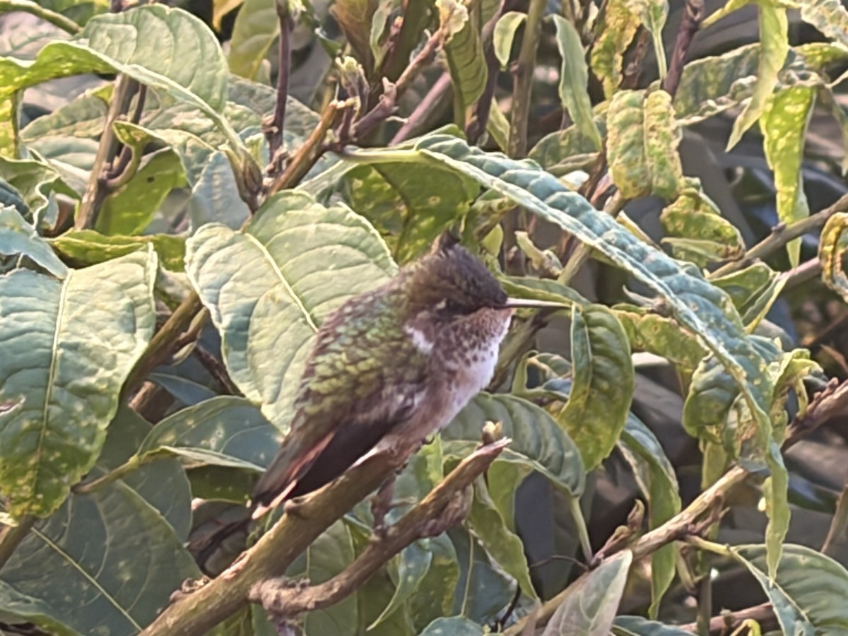 Resplendent Quetzal - ML646000537