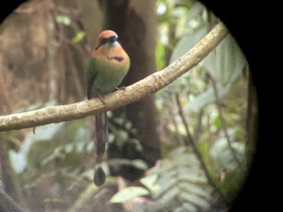 Resplendent Quetzal - ML646000538