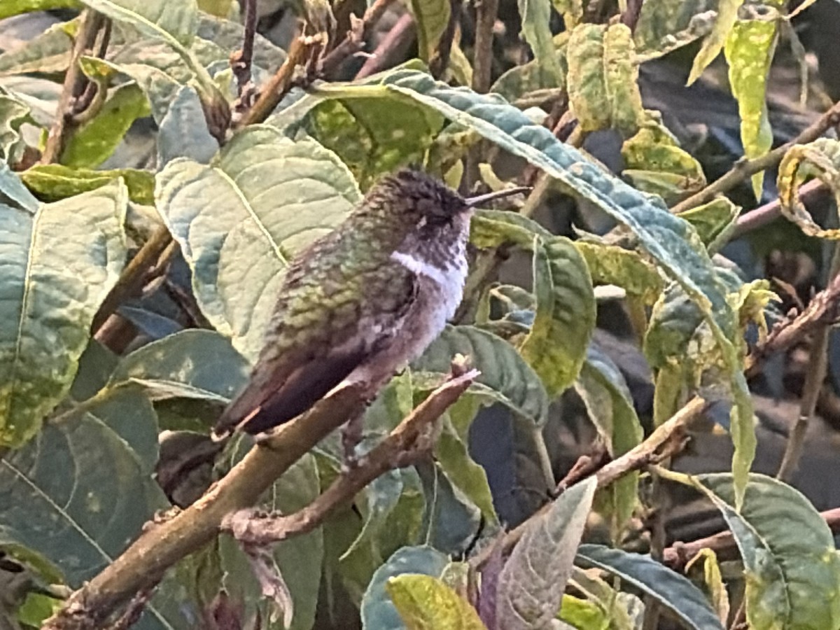 Resplendent Quetzal - ML646000540
