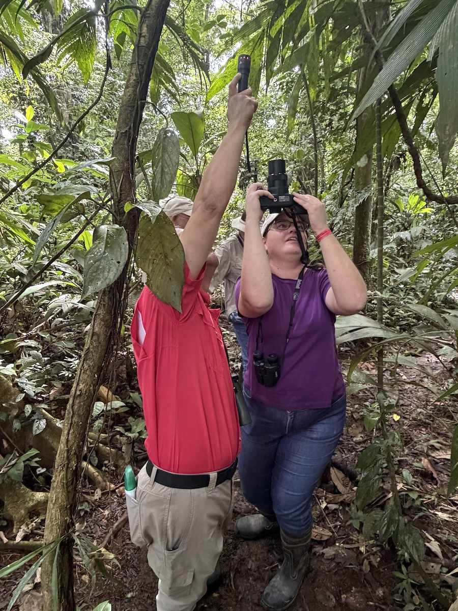 Resplendent Quetzal - ML646000541