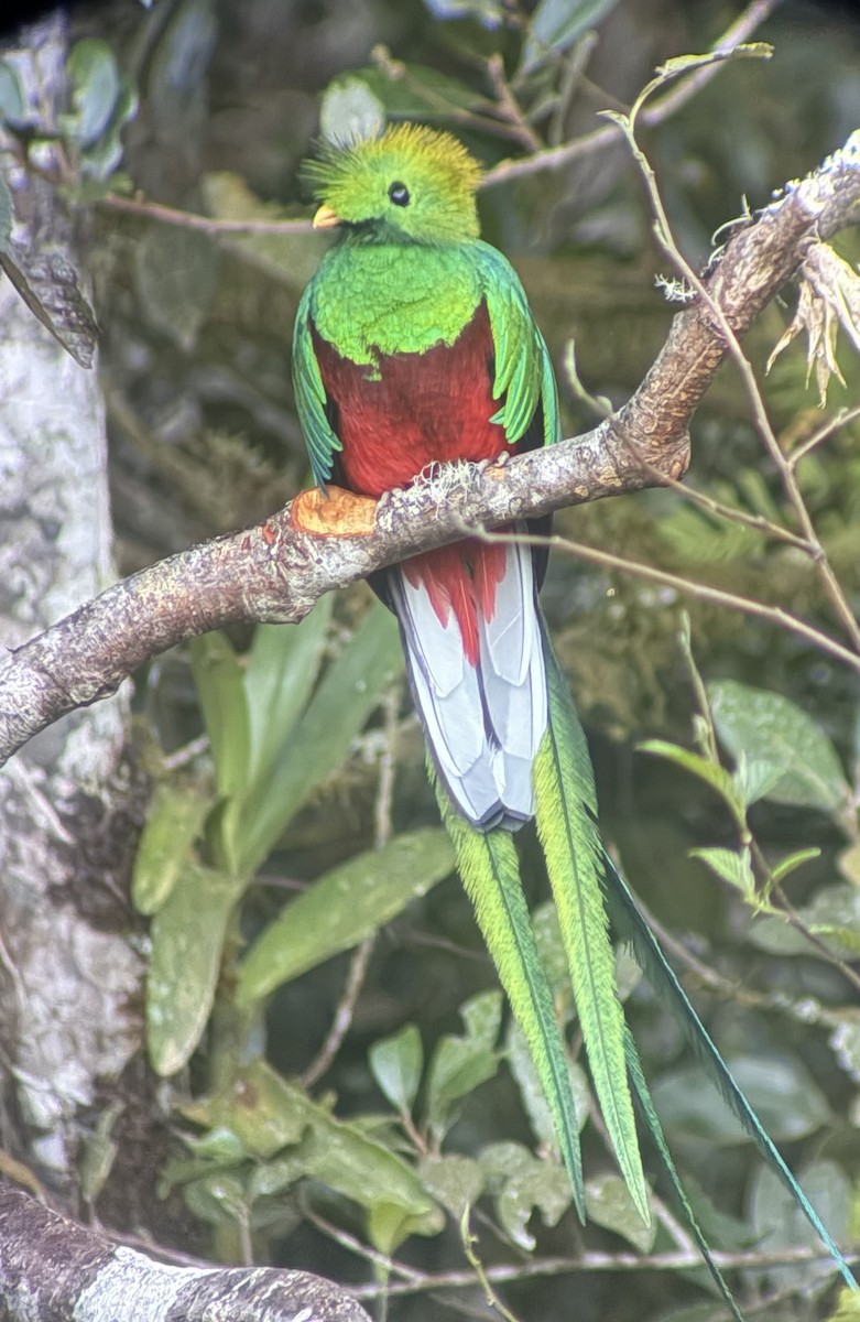 Resplendent Quetzal - ML646000542