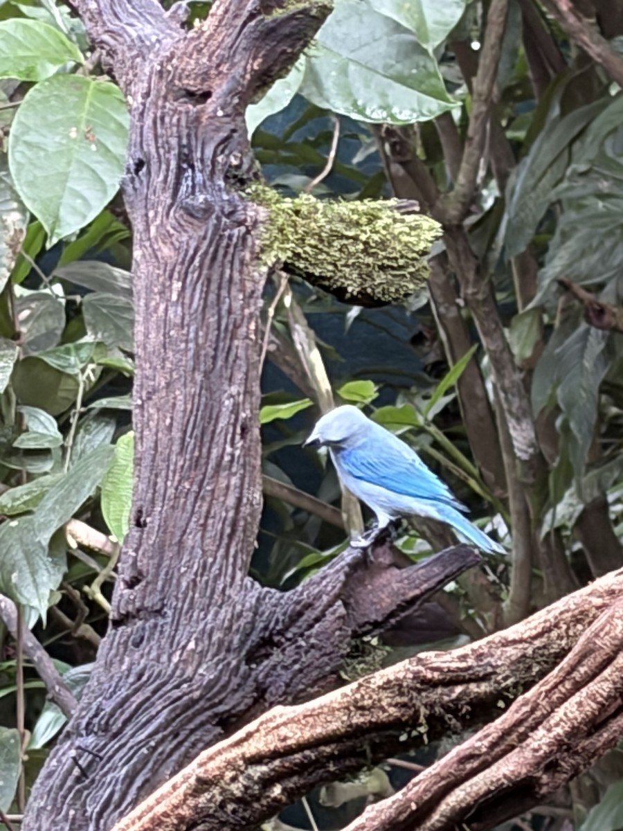 Resplendent Quetzal - ML646000543