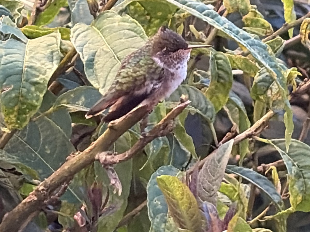Resplendent Quetzal - ML646000544