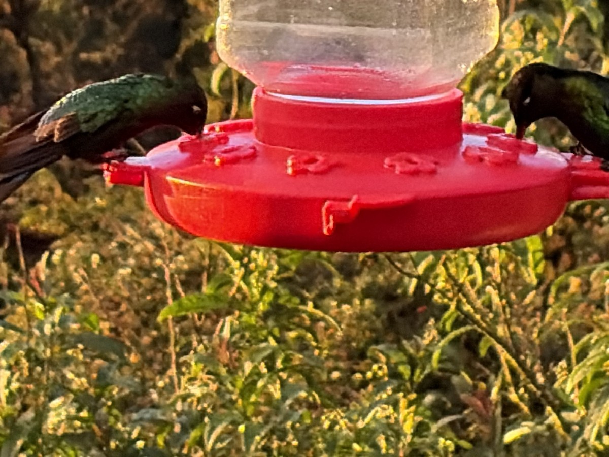 Resplendent Quetzal - ML646000545
