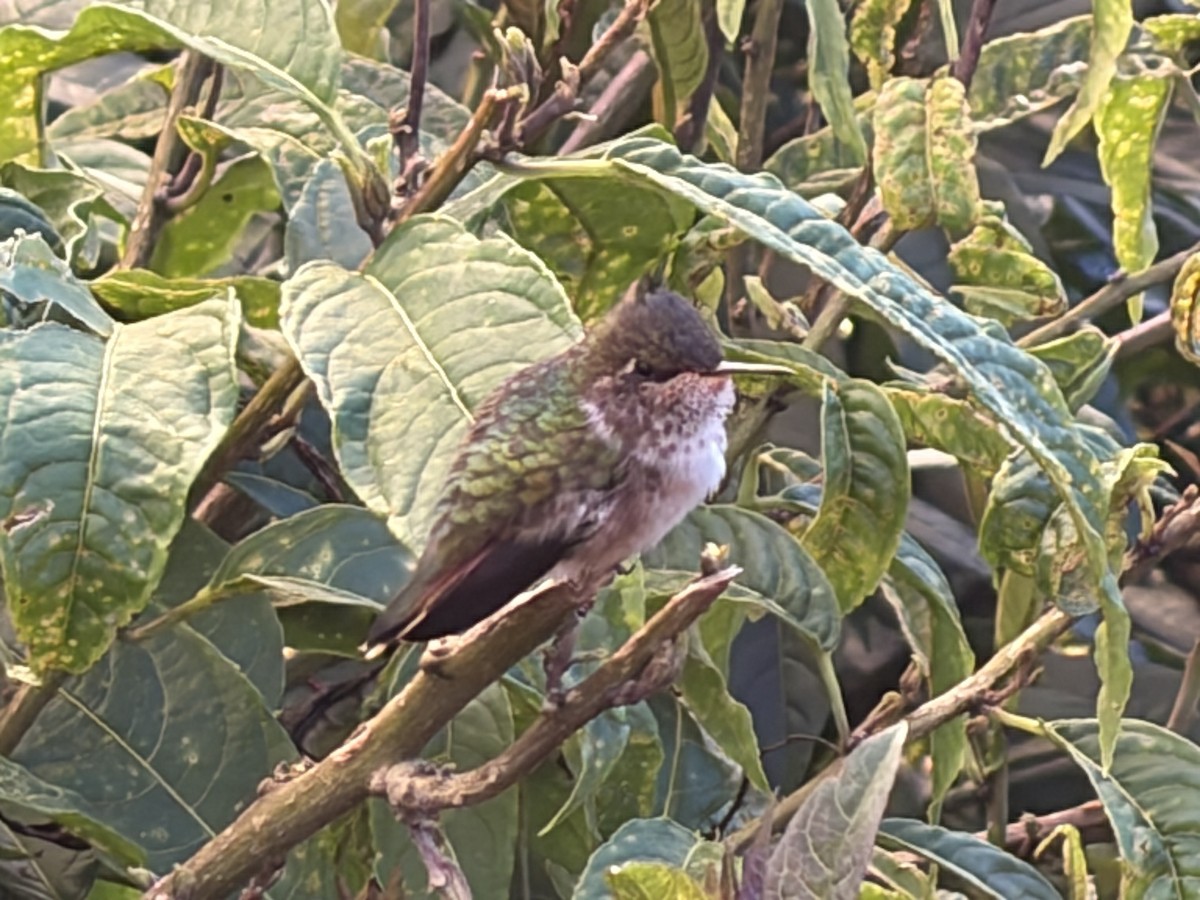 Resplendent Quetzal - ML646000546