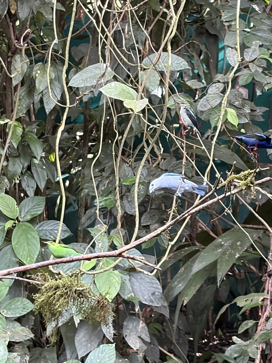 Resplendent Quetzal - ML646000548