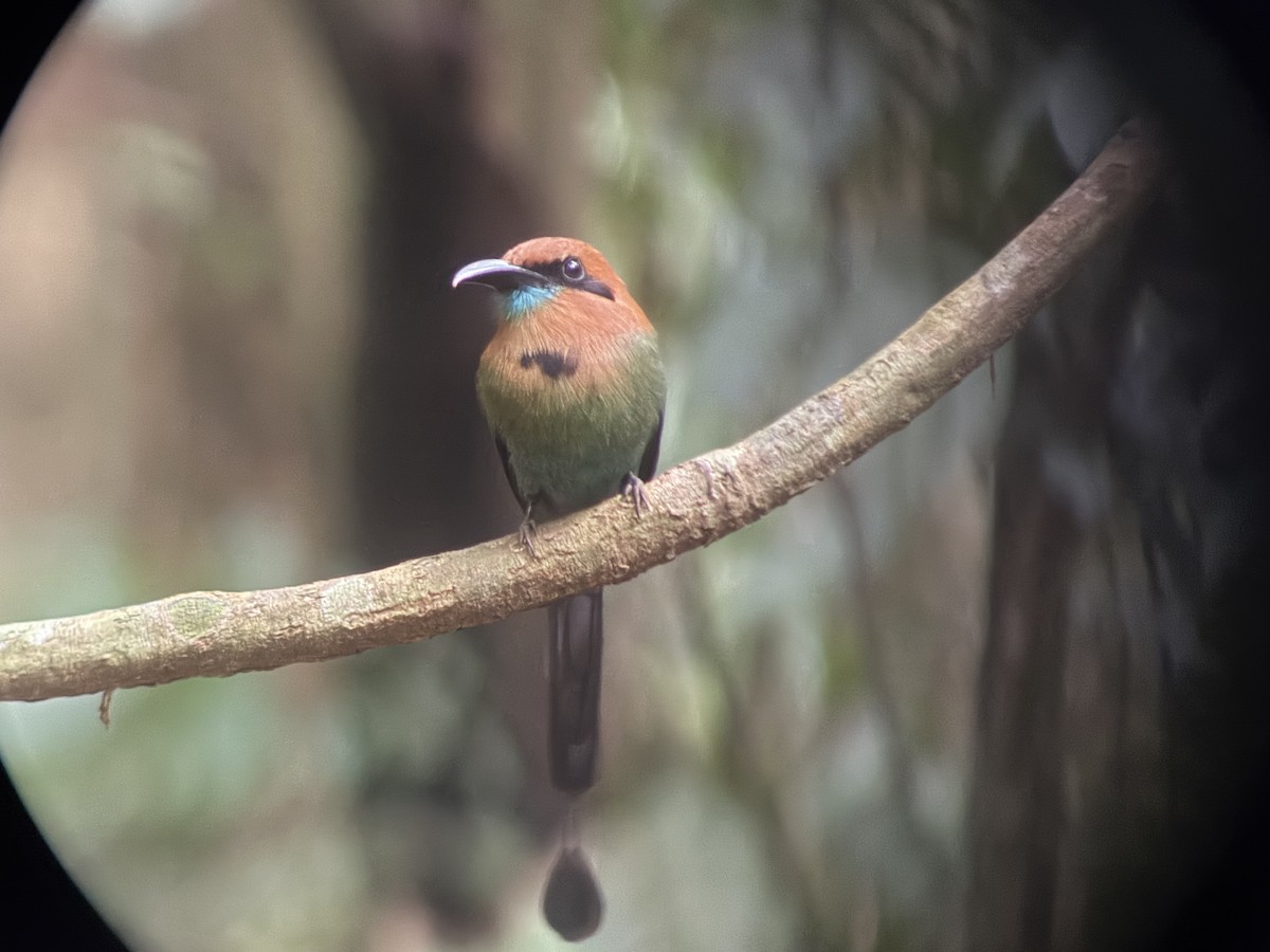 Resplendent Quetzal - ML646000549