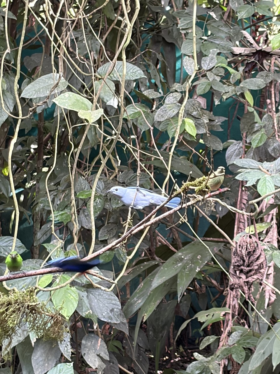 Resplendent Quetzal - ML646000550