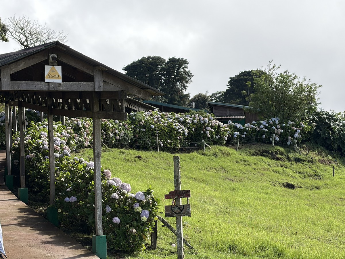 Resplendent Quetzal - ML646000551