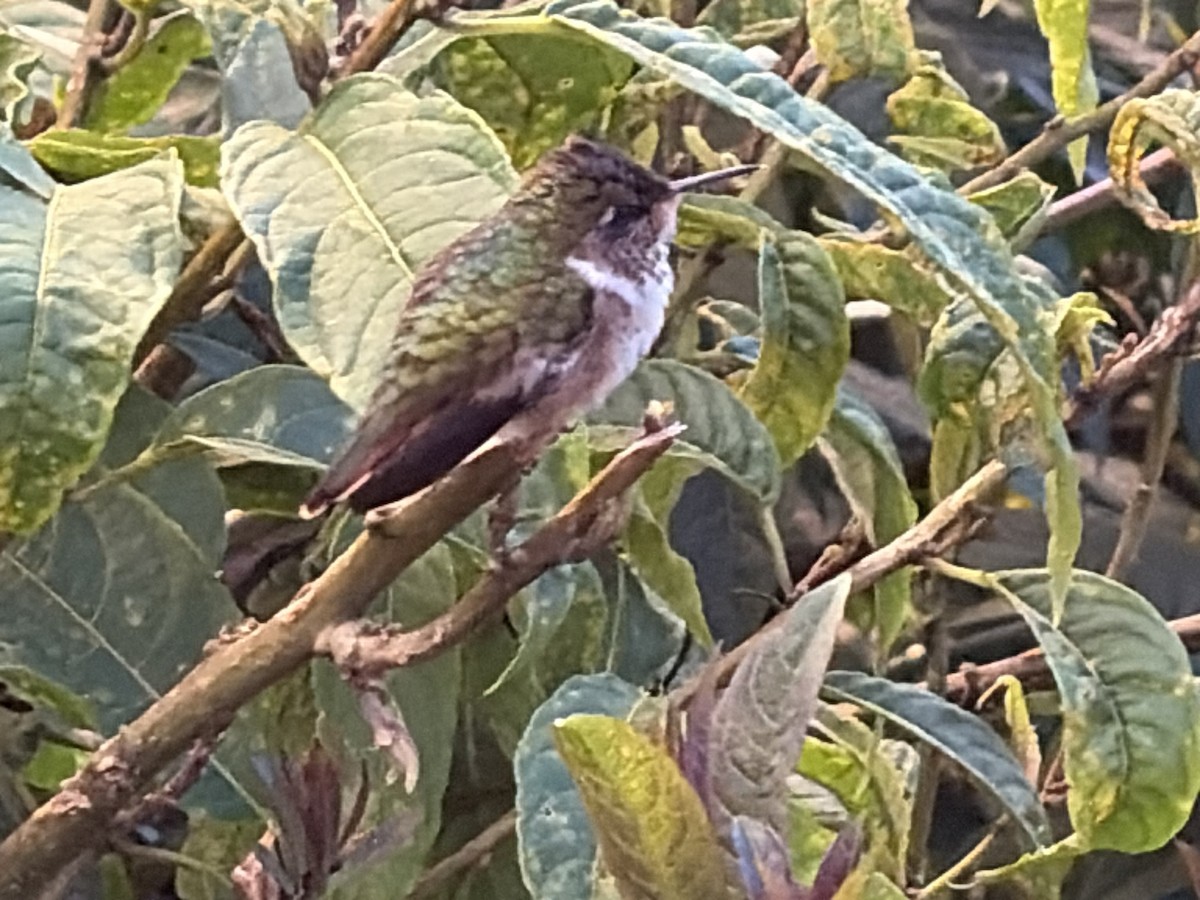 Resplendent Quetzal - ML646000552