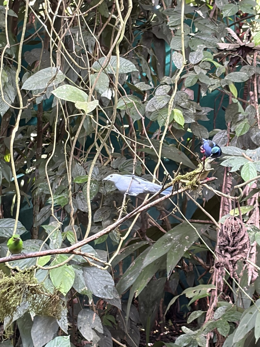 Resplendent Quetzal - ML646000553