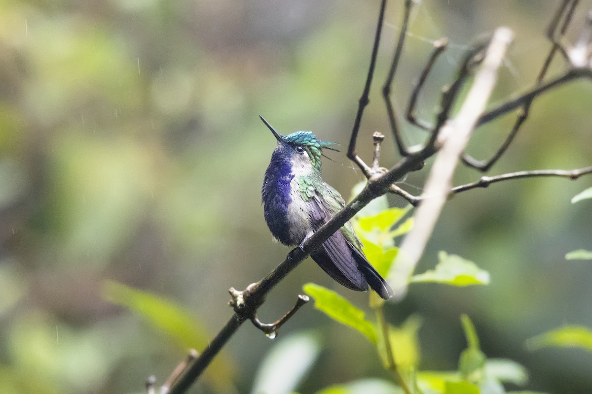 Green-crowned Plovercrest - ML646000556