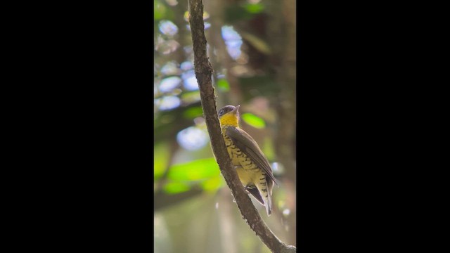 Brazilian Laniisoma - ML646000558