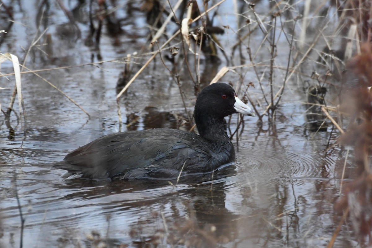 American Coot (Red-shielded) - ML646000564