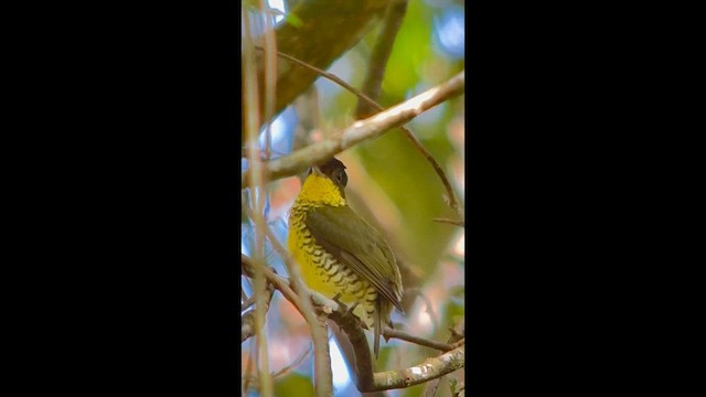 Brazilian Laniisoma - ML646000567