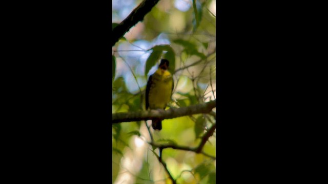 Brazilian Laniisoma - ML646000569