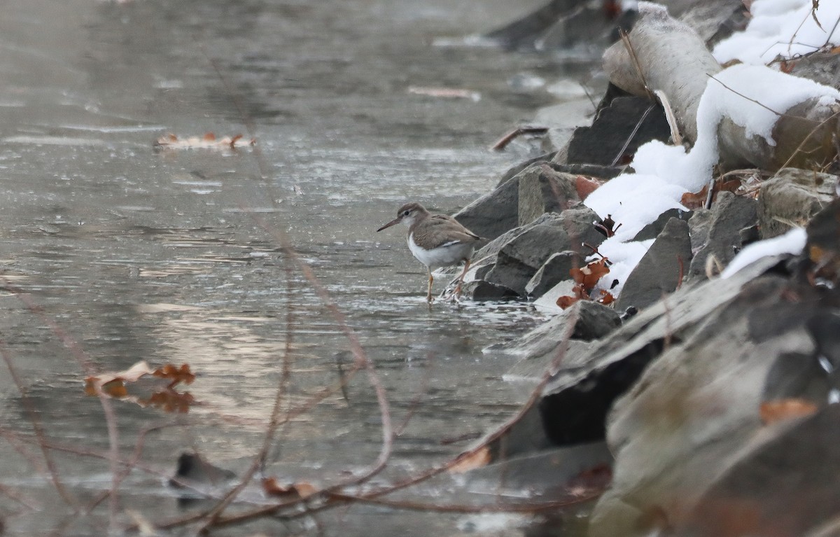 Spotted Sandpiper - ML646000573