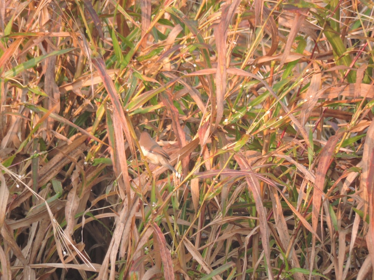 Yellow-eyed Babbler - ML646000575