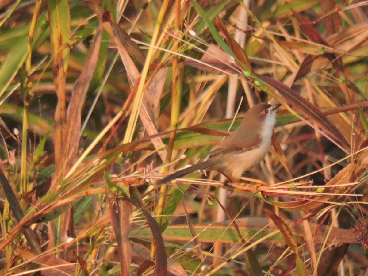 Yellow-eyed Babbler - ML646000576