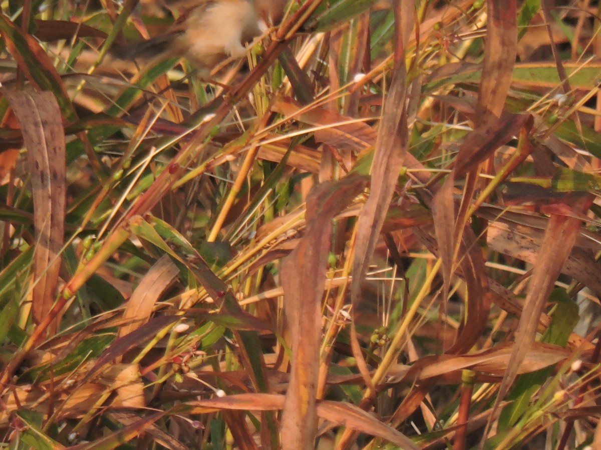 Yellow-eyed Babbler - ML646000577