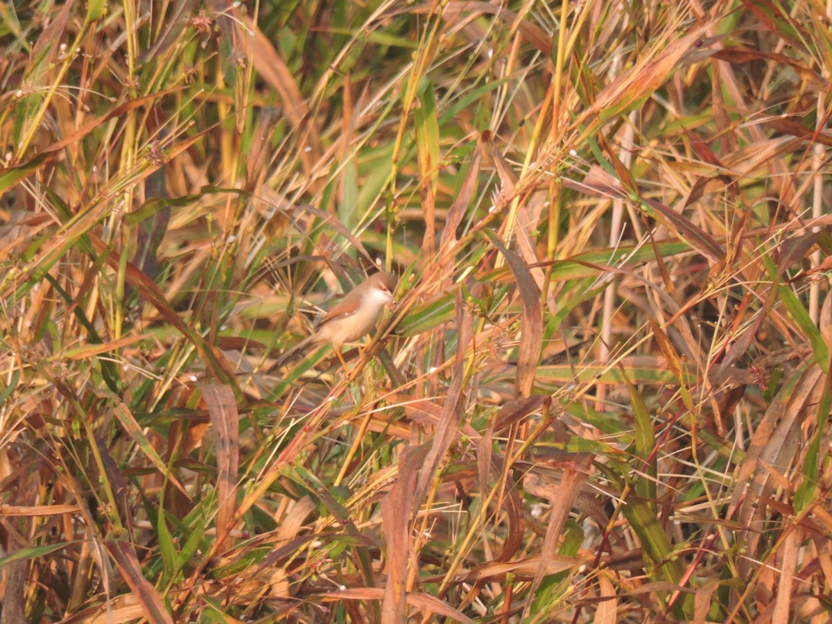 Yellow-eyed Babbler - ML646000578